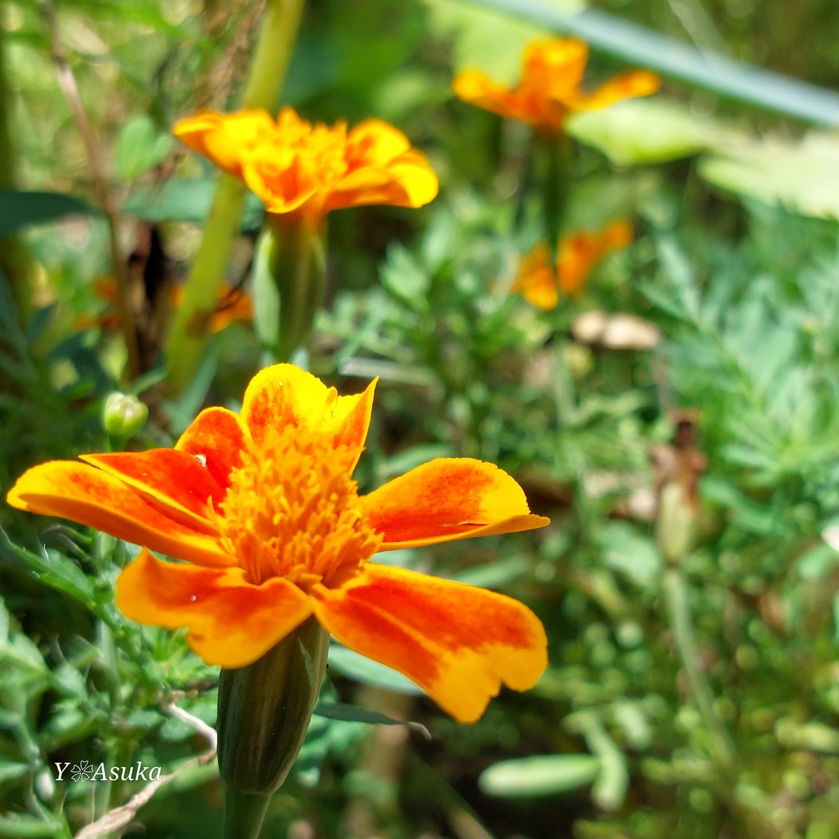 yumeasutw's tweet photo. 夏の日差しをたっぷり浴びて
元気一杯の #マリーゴールド 🏵️
#庭花 #花 #Flower
#花が好き
#花が好きな人と繋がりたい
#マクロ #マクロ撮影 #macro #macrophotography
#pho20240721
#a2024 #a0726 #a202407 #a2024074 https://t.co/A9QYlySKJa