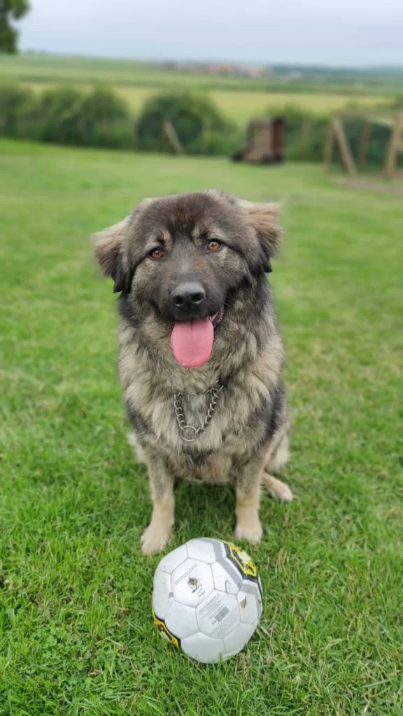 We've mentioned Baloo before and can't believe he is still sat waiting to find a family who will love him forever
He is a small Caucasian Shephard
3 Yrs Old
Dog Friendly? Yes, after slow introductions.
Cat Friendly? No
Child Friendly? Older Teenagers
 #Nottinghamshire