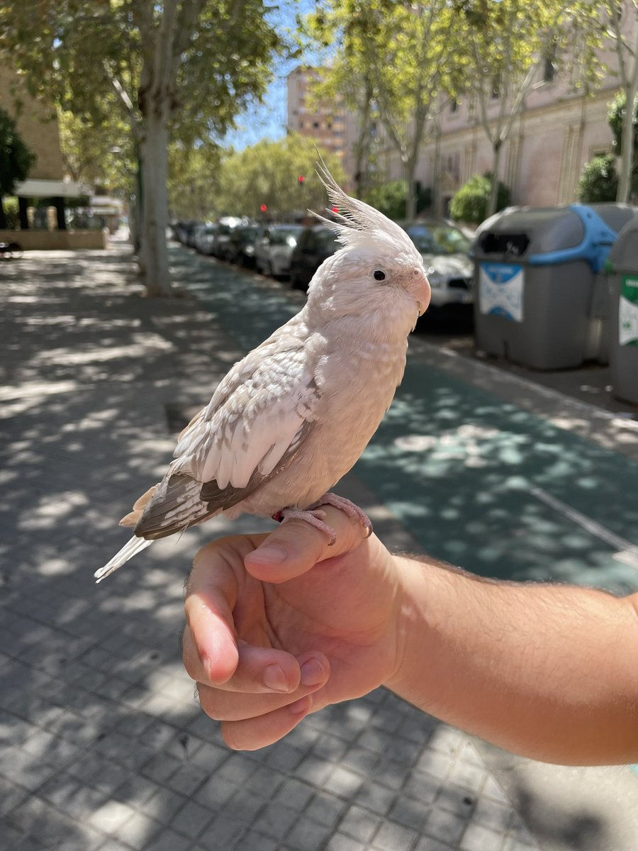 Encontrado en la Avda del campo, tiene una anilla roja con números. RT por favor.
