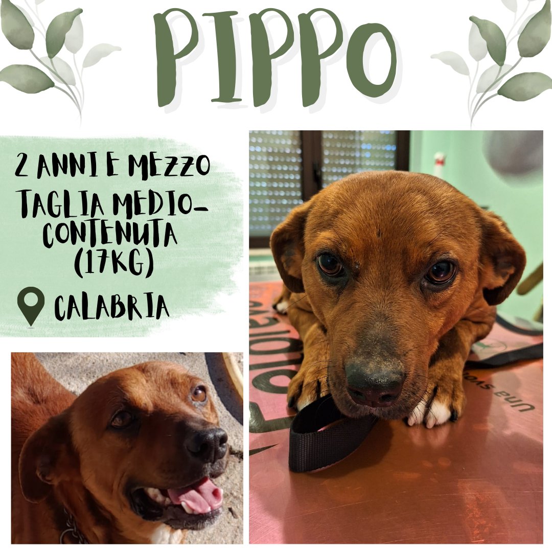 Pelosetti_'s tweet photo. #urgente PIPPO, SPLENDIDO CUCCIOLO❤️

2 anni e mezzo

Taglia medio-contenuta (17 kg)

📍Calabria, adottabile in tutto Nord e Centro Italia

3468760522 Chiara / 3404522099 Ilaria

#rescuepets #Adoption #RescueMe #adotta #canile #cani https://t.co/BCULz0M642