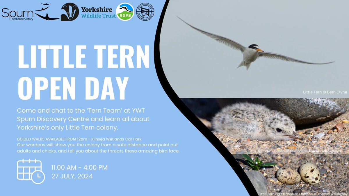 Come and chat to the <a href="/Spurn_Terns/">Little Terns at Beacon Lagoons</a> team between 11am and 4pm tomorrow at <a href="/YorksWildlife/">Yorkshire Wildlife Trust - follow us on Bluesky 🦋</a> Discovery Centre.

Learn about Yorkshire's only Little Tern colony, how we are protecting them, and why!

Our Wardens will be able to show you the colony from Long Bank too!