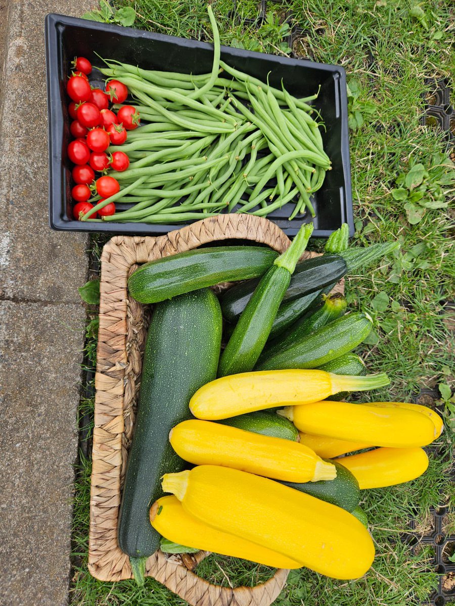 Mmmmm we’ve been harvesting some of the veg we’ve grown in our new garden today in Food and Fun! <a href="/FoodandFunCdiff/">Cardiff Food and Fun</a> <a href="/foodandfunwales/">Food and Fun Wales</a> <a href="/KeepWalesTidy/">Keep Tidy</a>
