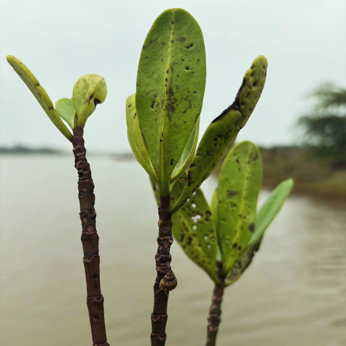 If there are no mangroves, then the sea will have no meaning. It's like a tree with no roots, for the mangroves are the roots of the sea!

On the eve of Mangrove Conservation day 🌱💙

#mangrove #mangrove_conservation #changemaker #climateactivist