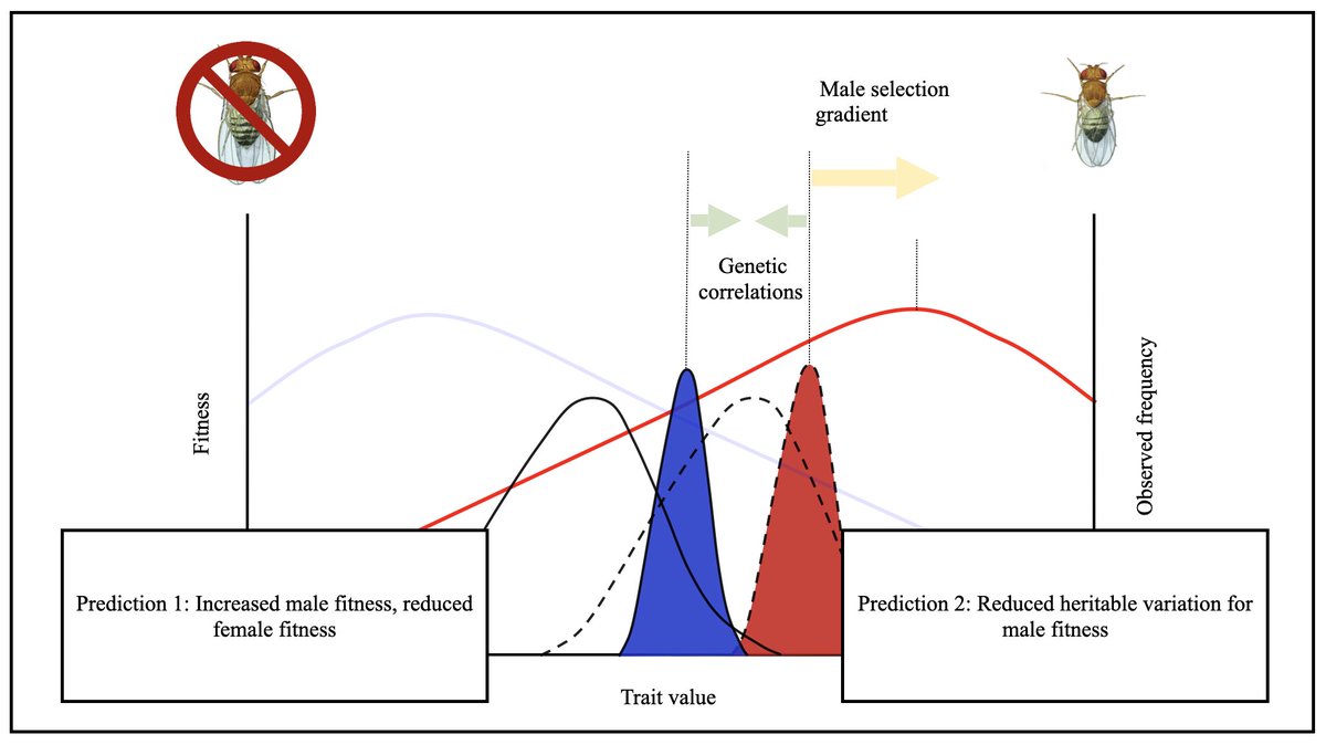 Interested in intralocus sexual conflict, unpredictable evolution? I'll be sharing findings from a sex-limited selection experiment at #Evol2024! [11:30am, July 28, 520B]