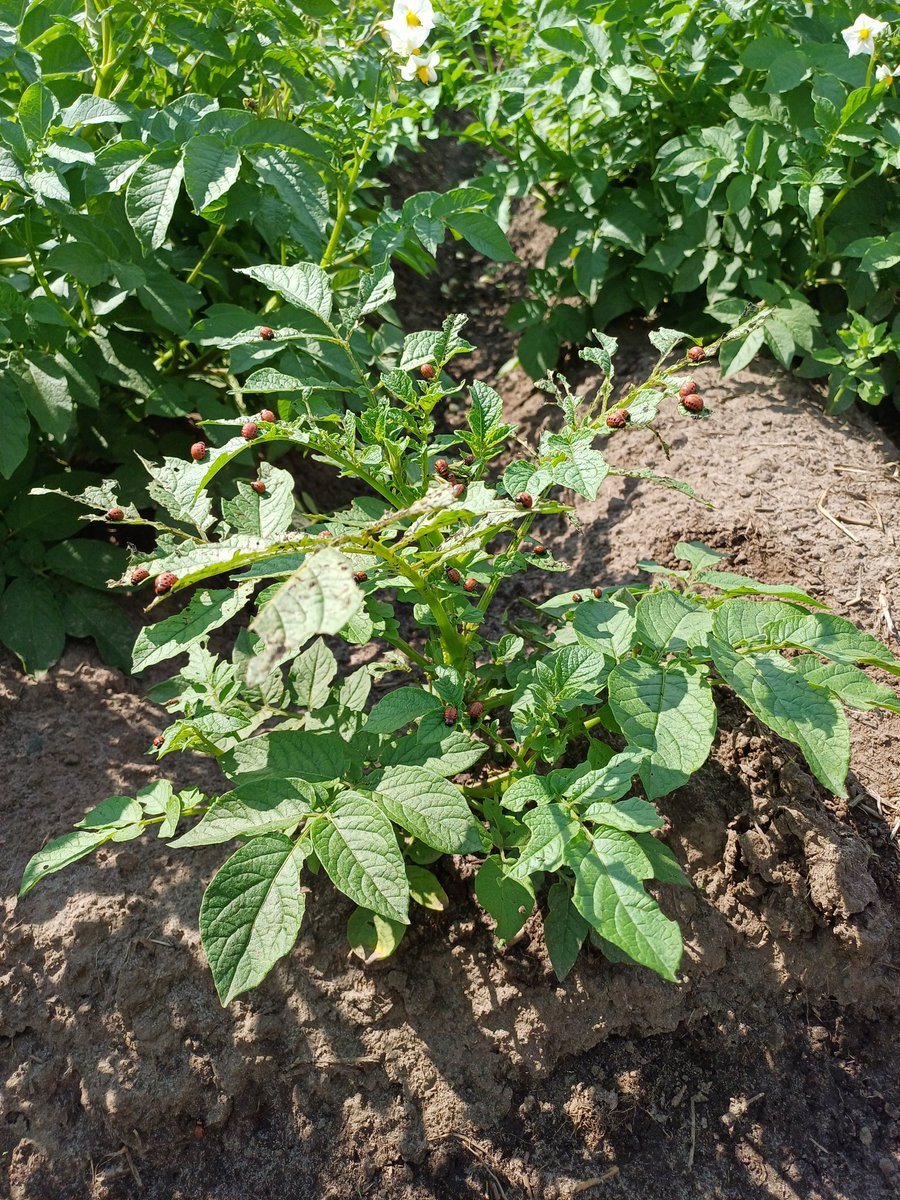 PHMulder1's tweet photo. Blijft bijzonder dat één aardappelplant bezocht wordt door #coloradokever en in  aardappelgewas in wijde omtrek niks.
Deze plant is zgn.#aardappelopslag dwz.niet gepoot (staat niet ín de rij maar er buiten).
Eitjes worden door kever aan onderkant blad gedeponeerd, waaruit rupsen. https://t.co/IAaUm57XsF