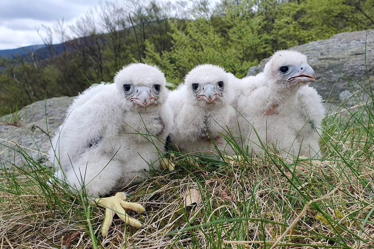 Souhrn letošní sokolí sezony v Jeseníkách: 32 vyvedených mláďat, 22 hnízdících párů, třetí nejúspěšnější v novodobé historii. A nad hřebeny stále dost volných sokolů a sokolic, kteří na svou reprodukční šanci čekají. Sokoli se do naší krajiny snad už natrvalo vrátili.