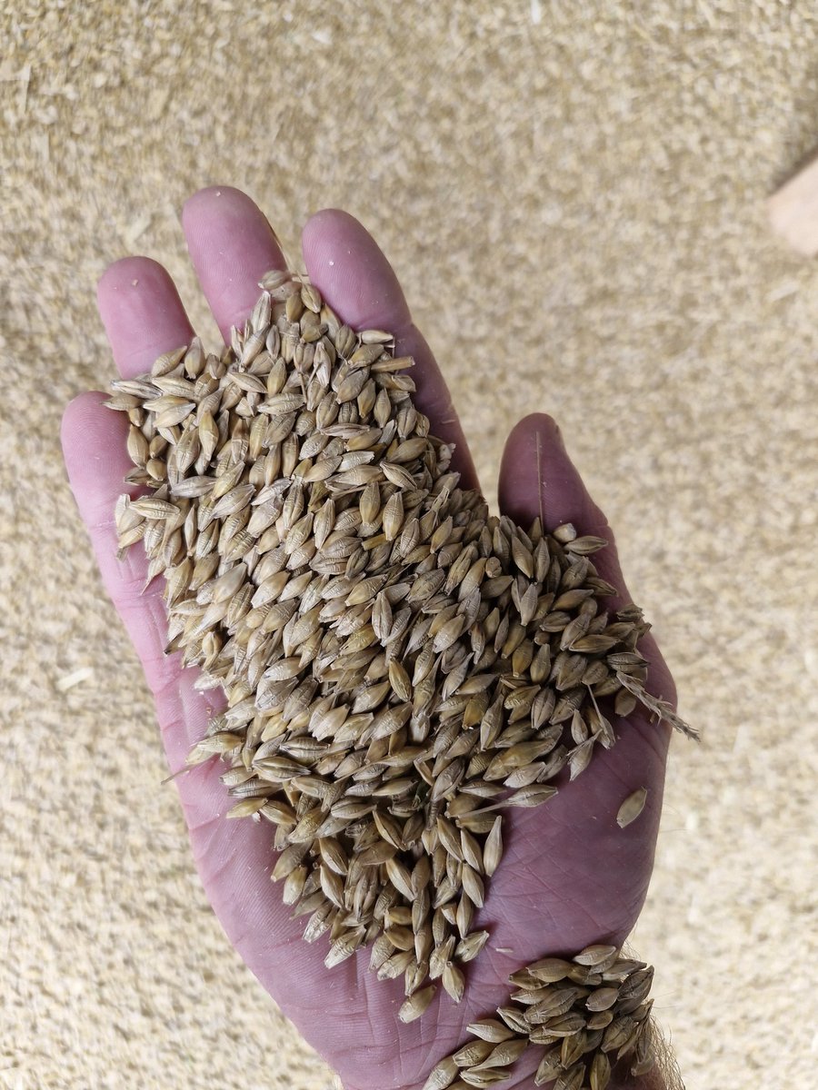 16th of October sown W/L Tardis Winter Barley destined for <a href="/Goldcrop/">Goldcrop</a> seed production. Despite 6" of rainfall 48hrs post sowing, it came in over the weigh bridge at 4.4t/acre, 18% moisture &amp; 63kph.. variety resilience &amp; ground achieving the results. #harvest24