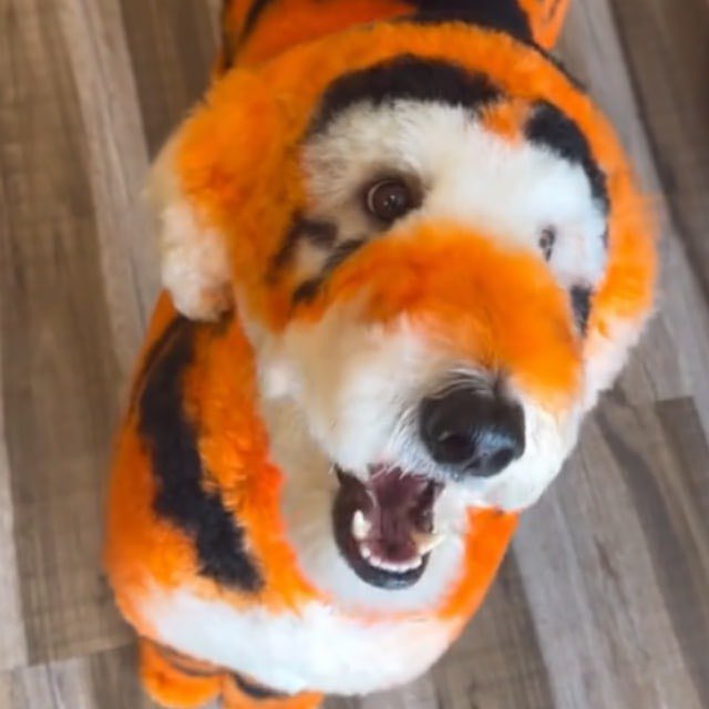 johnnbkj's tweet photo. @thisisdjen $CHEETO #ElonMusk #Solana #Chetto
Buy the dip https://t.co/lmCq1Ja3N6
