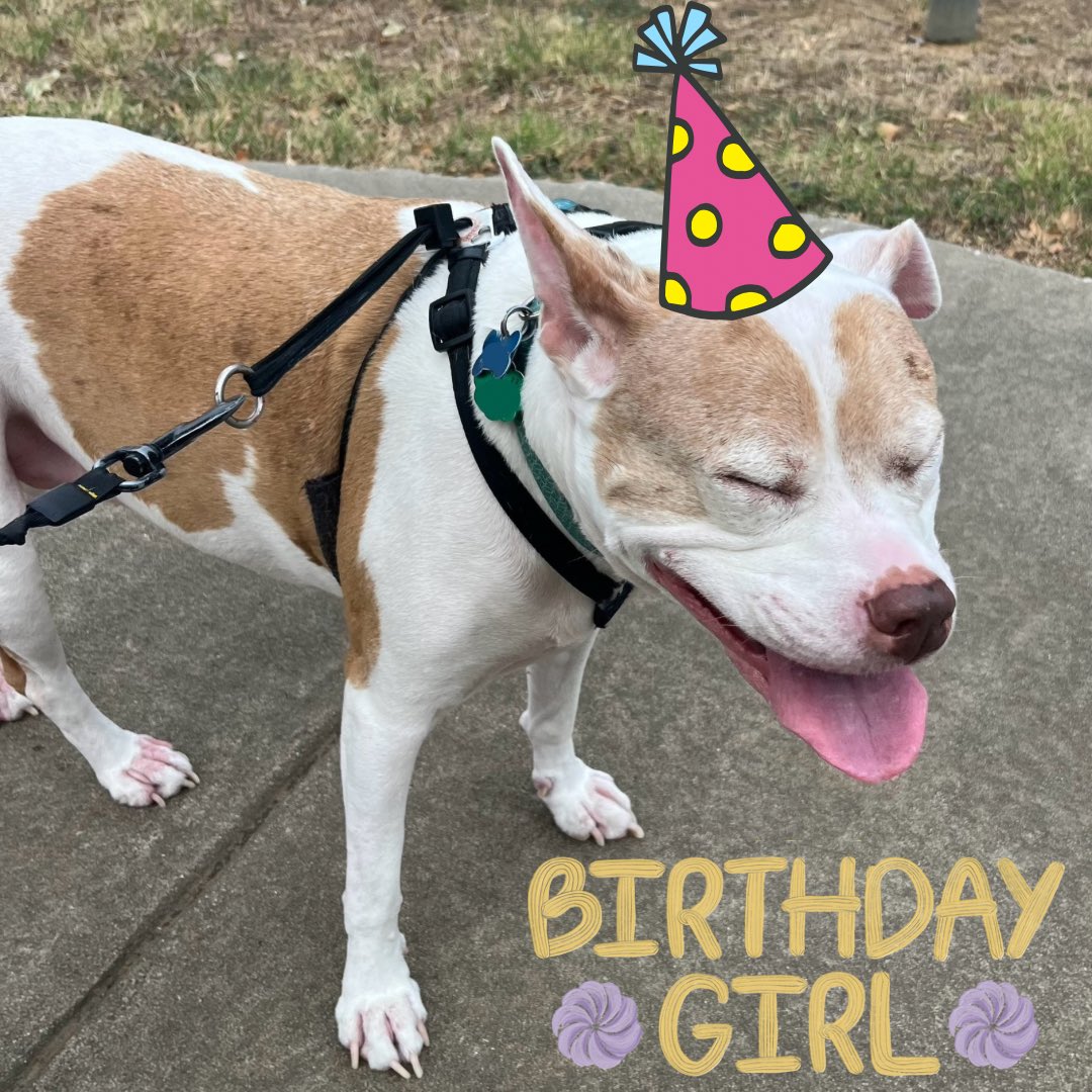 robynrdobbins's tweet photo. #DaisyRaven is 11 today. She was awake when I came home from the gym and wanted to go for a walk. Squeaky toys & duck jerky instead of cake and & cream.
My doggie is #NSNG #carnivore too. https://t.co/N88oPYFuDd