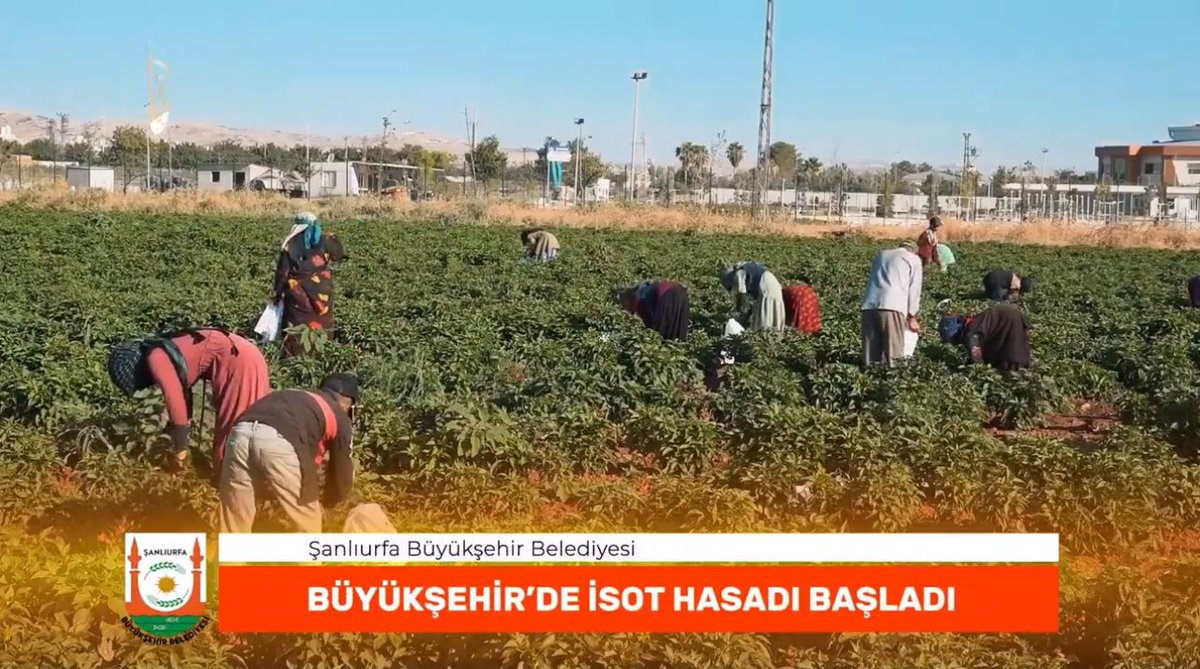 ‘Kalkınma Yerelden Başlar’

Sosyal Belediyecilik Kapsamında Biberde🌶️ Tohum Ekimi, Fide Dikimi, Bakım, Sulama ve Hasat.

Tarımsal Üretim ve Kalkınma için Büyükşehir her zaman işbaşında…

📍Sera Alanı Üretim Sahası

<a href="/sanliurfabld/">Şanlıurfa Büyükşehir 🇹🇷</a>