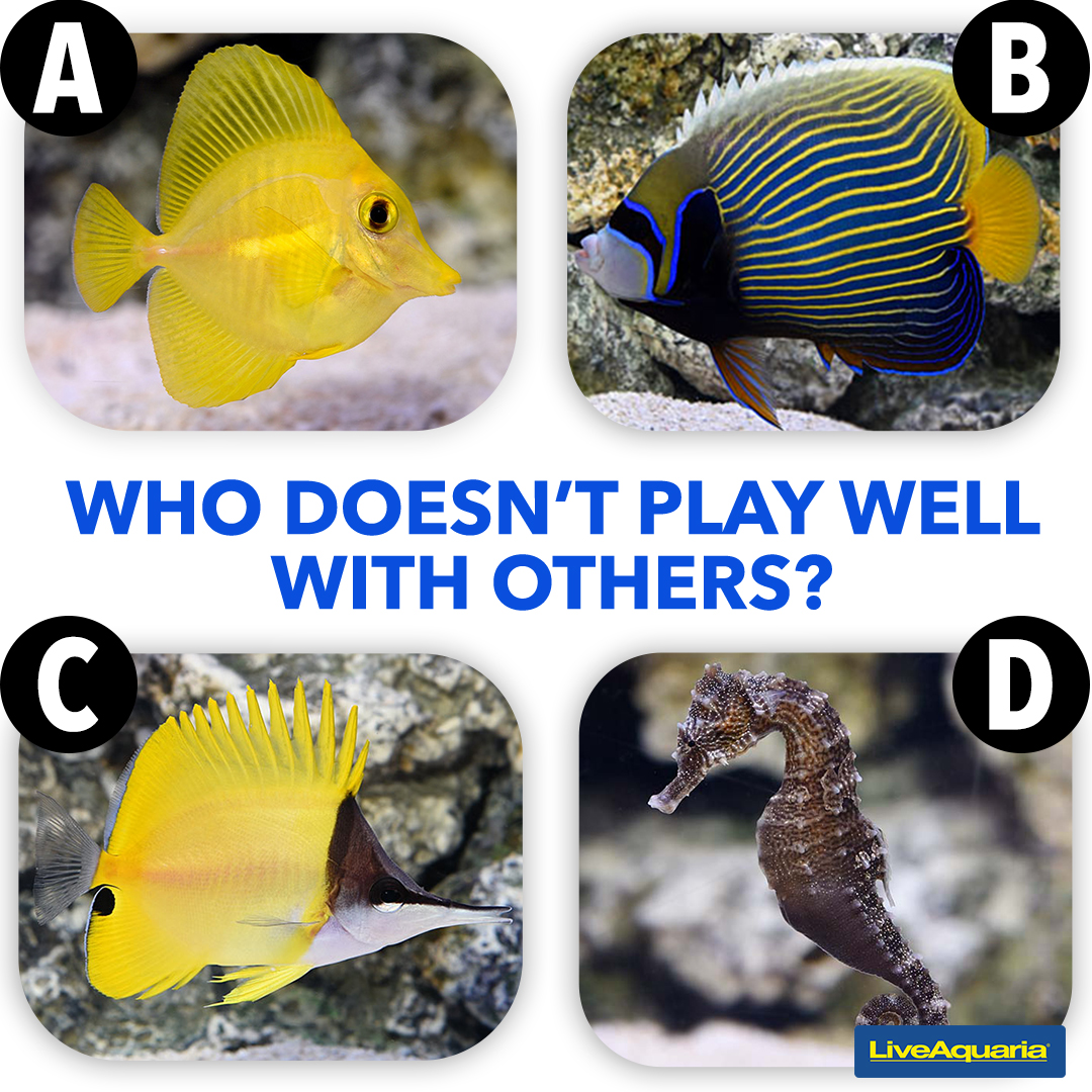 LiveAquaria's tweet image. All of these fish are standouts in their own right, but which would be wrong to house in the same aquarium as the others? Let us know! We’re offering no hints but view this compatibility chart for help!
bit.ly/4e3U0R5
#yellowtang #aquarium #emperorangelfish #liveaquaria