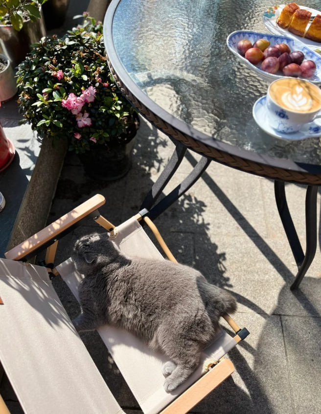 wanhsud's tweet photo. Sunshine Courtyard Cafe and cats
The sun is shining https://t.co/w4MkZZn9iI
