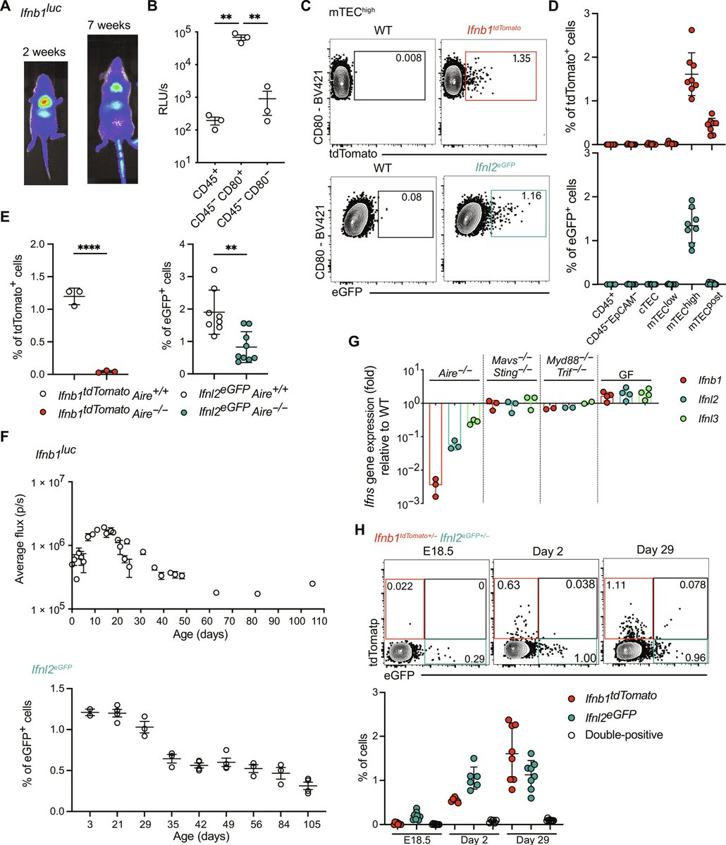 IFN shapes the thymic microenvironment by promoting distinct APC responses and is required for selection of a diverse, self-tolerant TCR repertoire <a href="/SciImmunology/">Science Immunology</a> <a href="/matous_voboril/">Matouš Vobořil</a> <a href="/Jamequistlab/">Jameson Hogquist labs</a> <a href="/ChezMaude/">Maude Ashby</a> 
science.org/doi/10.1126/sc…