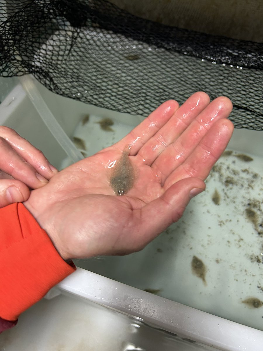 Emily Lechner MSc (@emilyrlechner) on Twitter photo This week I have had the opportunity to assist Elena Tamarit with one of her PhD projects <a href="/KristinebergC/">Kristineberg Center</a>.
Elena & her crew have been catching local juvenile flatfish & examining growth/thermal tolerance under varying temperatures. She is interested primarily in heat waves 🌡️ This week I have had the opportunity to assist Elena Tamarit with one of her PhD projects <a href="/KristinebergC/">Kristineberg Center</a>.
Elena & her crew have been catching local juvenile flatfish & examining growth/thermal tolerance under varying temperatures. She is interested primarily in heat waves 🌡️