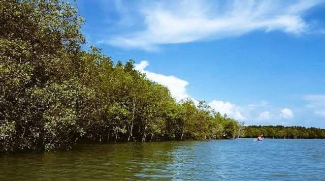 vkChirutha's tweet image. Mangrove Day. The main aim of this day is to raise awareness of significance of mangrove ecosystems. Mangroves are very unique, Special and Vulnerable ecosystem. Let us all pledge to promote solutions for their sustainable

#MangroveDay 🌲🌴🌿🍁🌳🥀
#SaveMangroves 
#SaveEcosystem