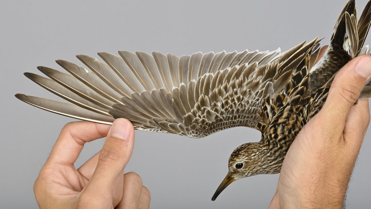 OttenbyBO's tweet photo. Ottenby's fourth ringed Pectoral Sandpiper walked into one of our traps during the evening. #birdmigration #birdringing #birdbanding #autumnmigration #ottenby https://t.co/PhAVT1TuqF