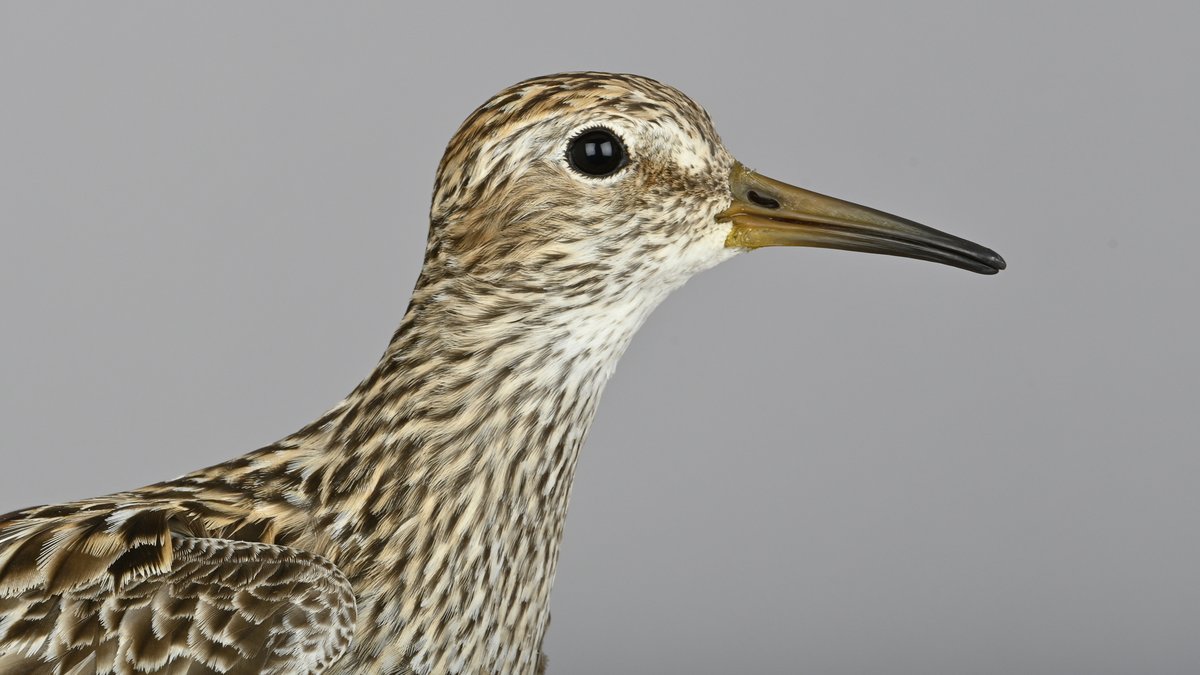 OttenbyBO's tweet photo. Ottenby's fourth ringed Pectoral Sandpiper walked into one of our traps during the evening. #birdmigration #birdringing #birdbanding #autumnmigration #ottenby https://t.co/PhAVT1TuqF