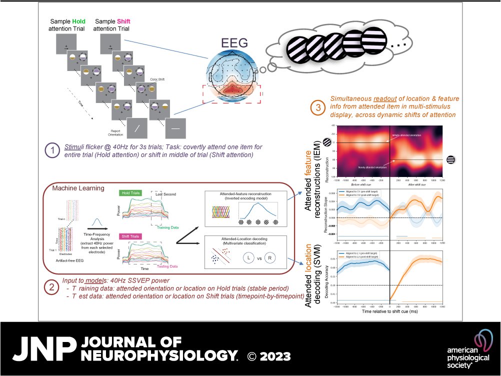 JNeurophysiol's tweet image. 🔓#SuggestedRead: using human EEG and machine learning to decode attention shifts in real time. A game-changer for understanding the complex nature of our focus!

ow.ly/yhtf50SrgO6
@juliedgolomb #SpatialAttentionShift #InvertedEncodingModel #NeuralReconstructions