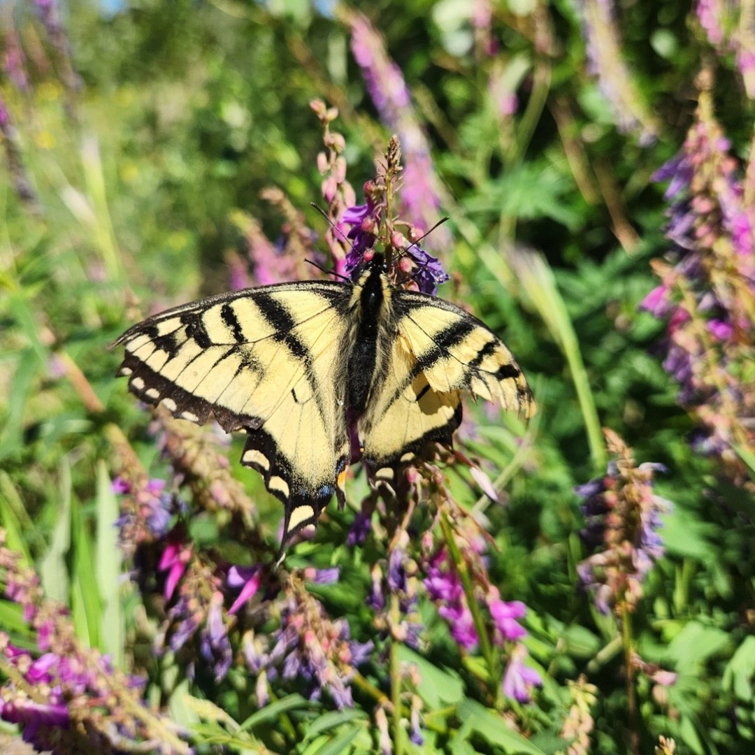 Butterfly’s beauty,
Forever moving pollen,
Bright like the hot sun.
What’s the best haiku you can give for this photo? 
Photo: NPS/Alice Serovy/Canadian Tiger Swallowtail butterfly collecting pollen from flowers.