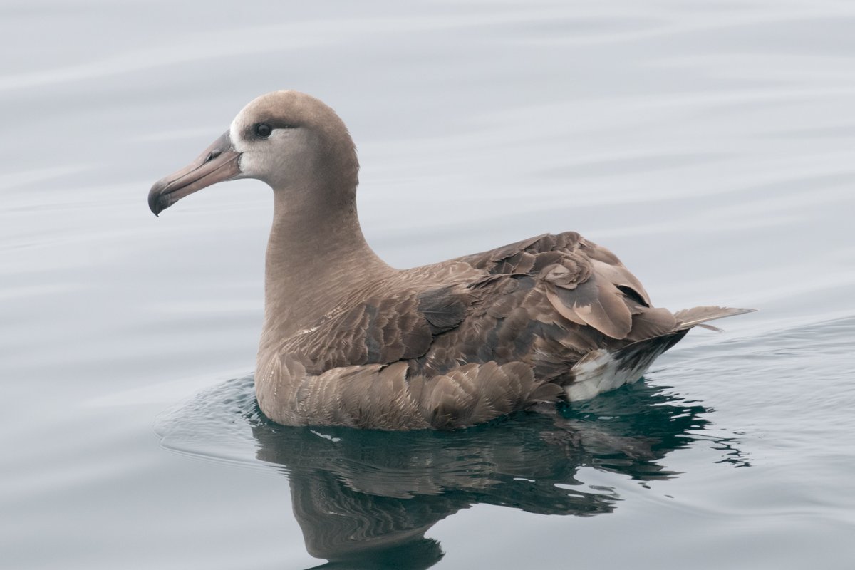 Pelagic - Half Moon Bay, California this Sunday! Great forecast, and conditions are primed for birds and cetaceans. We are trembling with excitement as signs are good that this will be a superb seabird season. Join us - alvarosadventures.com/pelagic-dates-…