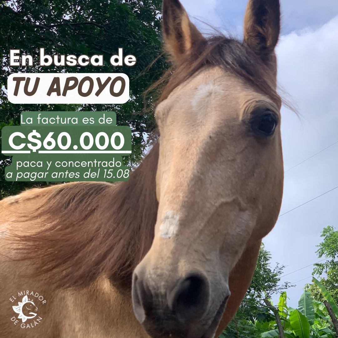 MiradorGalan's tweet photo. En busca de tu apoyo 🙏 https://t.co/MefLeGrhub