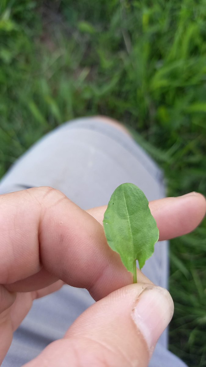 Megan Edmonds (@edmondsmeg) on Twitter photo Spotted this weed pop up in one of my grassland trials. Its got me stumped! Any ideas <a href="/GoodgerSimon/">Simon Goodger</a> <a href="/agronomytrainer/">Chris Tolley</a> <a href="/hillson_alison/">Alison Hardesty</a> ???
Its been battling through quite a dense canopy of the grass/clover and other weeds but is just popping up now. Spotted this weed pop up in one of my grassland trials. Its got me stumped! Any ideas <a href="/GoodgerSimon/">Simon Goodger</a> <a href="/agronomytrainer/">Chris Tolley</a> <a href="/hillson_alison/">Alison Hardesty</a> ???
Its been battling through quite a dense canopy of the grass/clover and other weeds but is just popping up now.