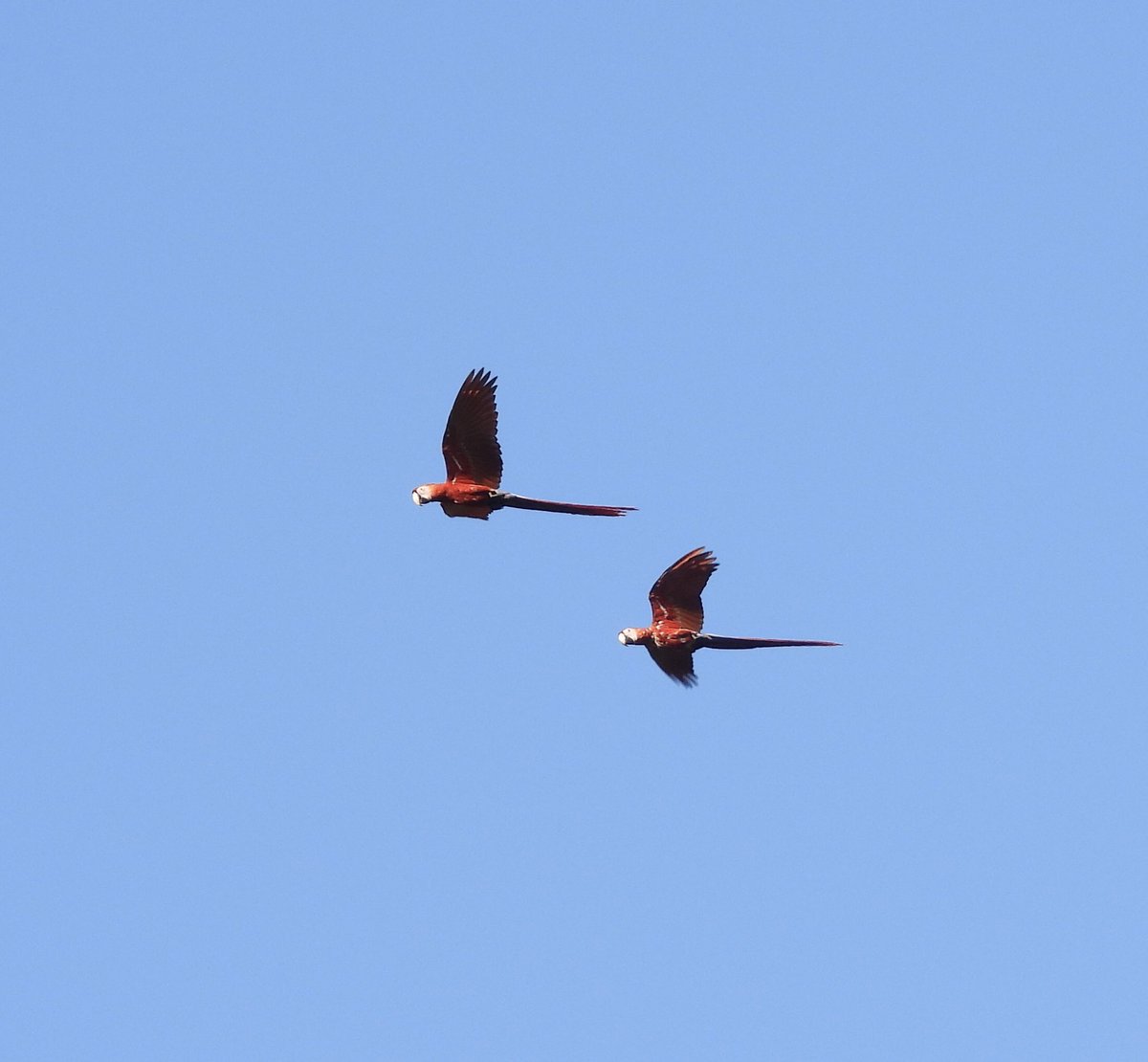 pocfishngal's tweet photo. @hernanriverol #BirdsofBelize #Belize #FlyDay#outdoorsisfree #ScarletMacaws https://t.co/OcVXIc3muu