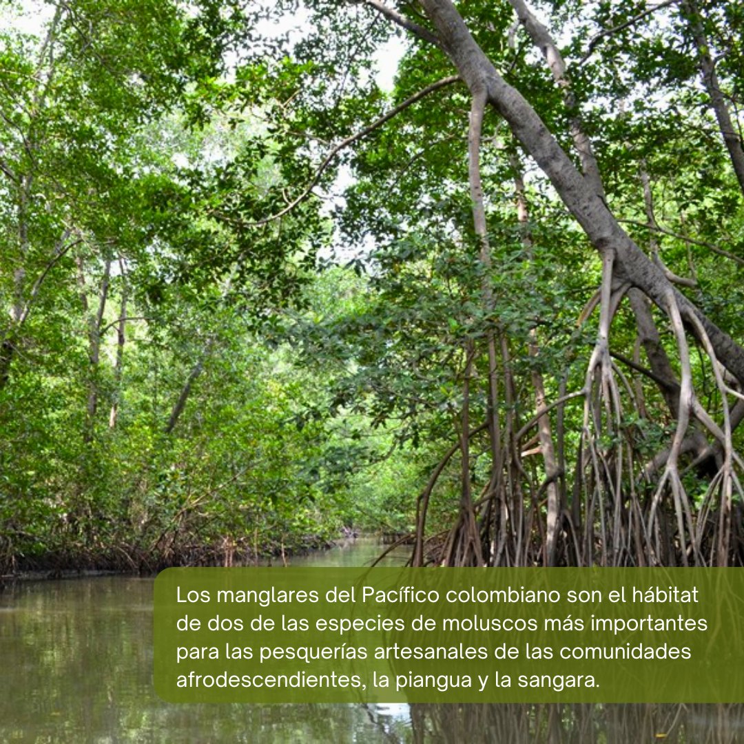 Facultad de Ciencias Exactas y Naturales UdeA (@fcenudea) on Twitter photo Los manglares actúan como defensa costera natural y son sumideros de carbono eficaces. La <a href="/FCENUdeA/">Facultad de Ciencias Exactas y Naturales UdeA</a> impulsa su conservación y estudio a través del Instituto de Biología y el Instituto de Ciencias del Mar.
¡Preservemos nuestra biodiversidad!🌿
Fuente: WWF y Minambiente Los manglares actúan como defensa costera natural y son sumideros de carbono eficaces. La <a href="/FCENUdeA/">Facultad de Ciencias Exactas y Naturales UdeA</a> impulsa su conservación y estudio a través del Instituto de Biología y el Instituto de Ciencias del Mar.
¡Preservemos nuestra biodiversidad!🌿
Fuente: WWF y Minambiente