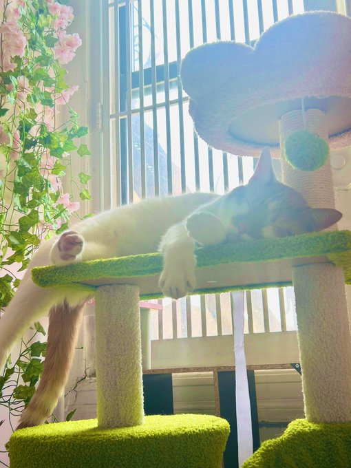 He&rsquo;s very sleepy today https://t.co/EYmzbA9a7g