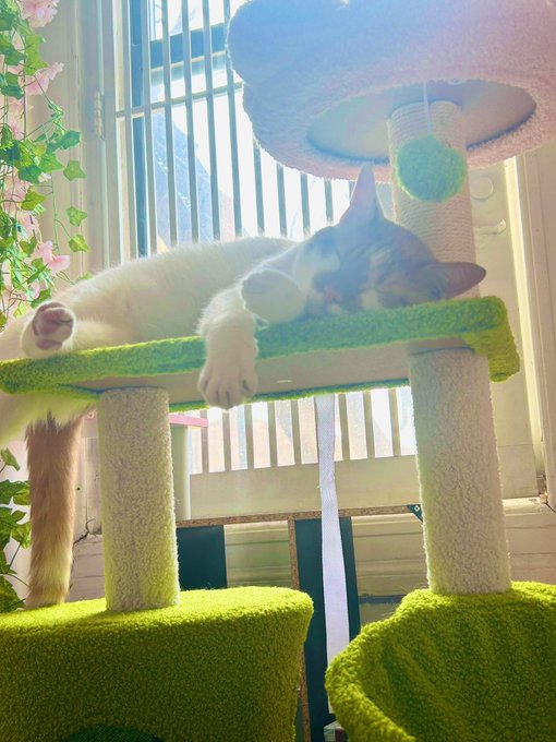 He&rsquo;s very sleepy today https://t.co/EYmzbA9a7g