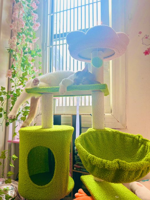 He&rsquo;s very sleepy today https://t.co/EYmzbA9a7g