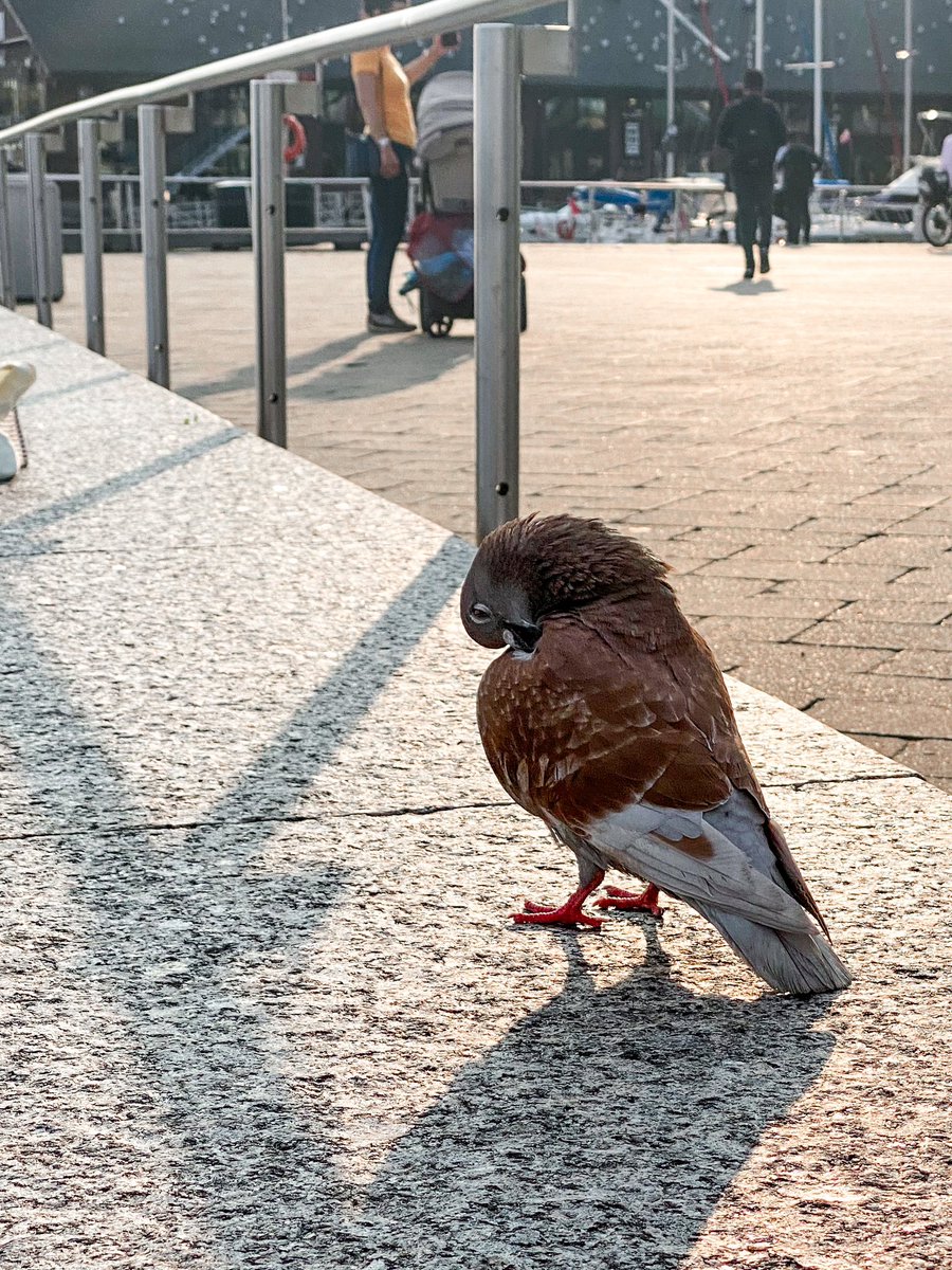 rukhsar jaffer tweet media