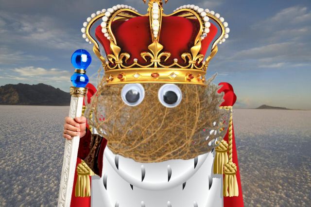 RollyCoinOnSol's tweet photo. $ROLLY IS KING 👑💎🏰 @IHunt100xGems @Poe_Ether https://t.co/8CckCl3uSs