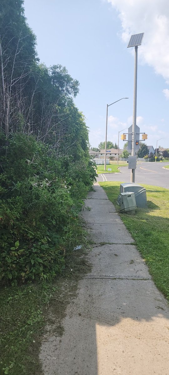 clarktyl212's tweet photo. @CityofCornwall Day 4 update, I didn't walk the last couple of days because it was raining. The bush is trying to fight the city and it looks like the bush is winning. City of Cornwall still has no comment. https://t.co/xHDalcLY3l