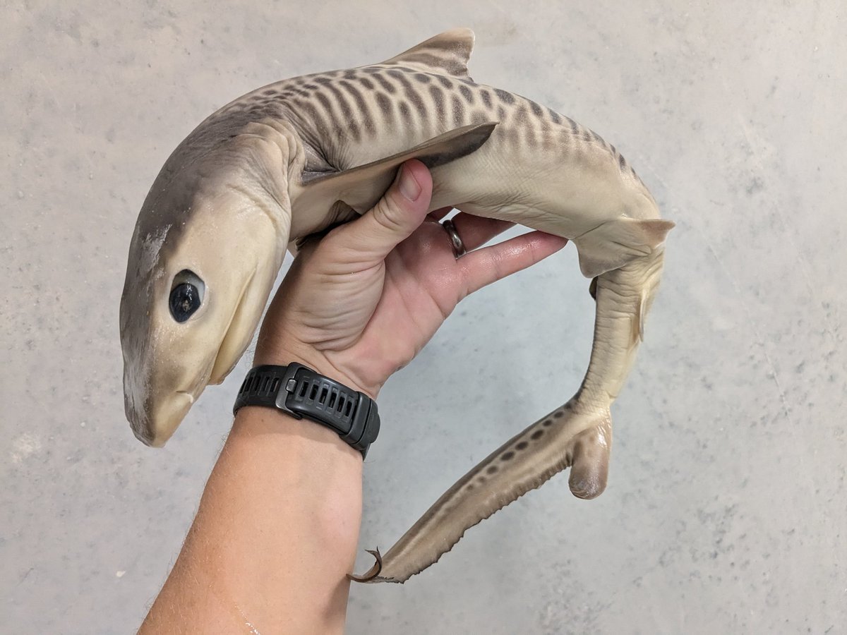 Spent the day looking through the @FloridaMuseum embryo shark collections  with @Ella_Nicklin. One thing that still amazes me is that some species  have truly enormous embryos! This is a BABY Tiger Shark (, image size:1200x900