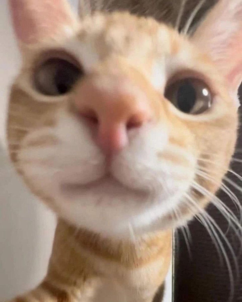 PunchingCat's tweet image. hi