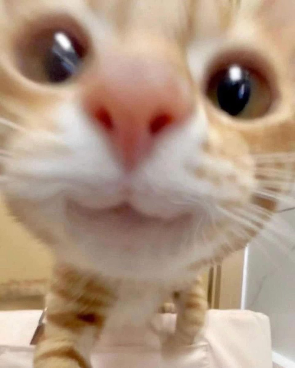 PunchingCat's tweet image. hi