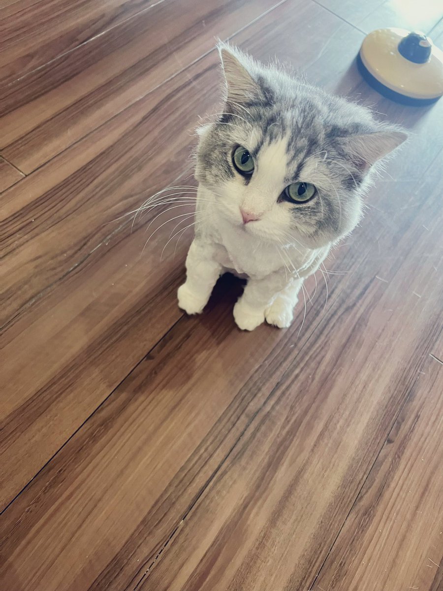 本日7月27日はうちの猫、いろはちゃんの誕生日です㊗️ 誕生日なのに