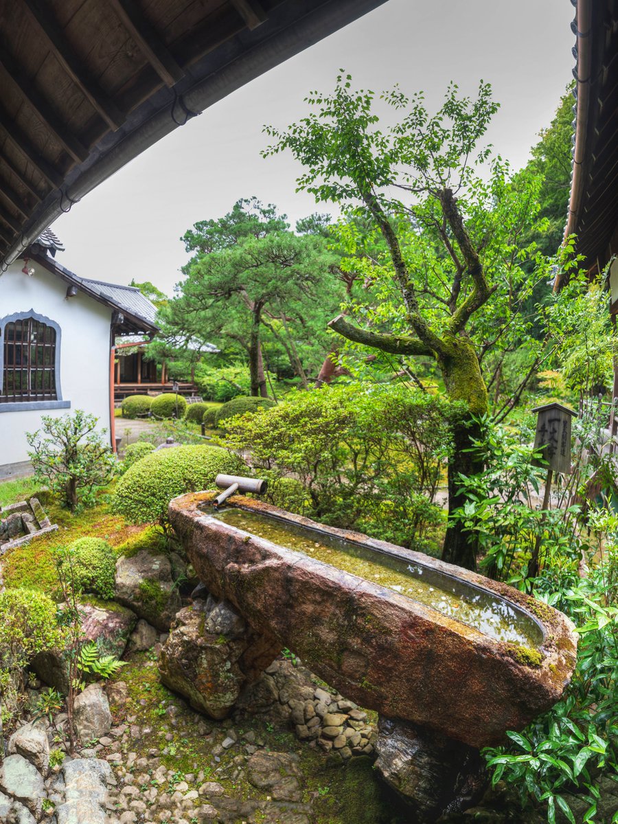 Every22theShop's tweet photo. 【Photos】
#Shorenin #Monzeki
#MainHal #Shijokodo
#Japan #Kyoto #Higashiyama
#travel #walk #worship
#architecture
#JapaneseGarden #pond
#nature #freshgreen

Date of shooting: July 13th 2024

#ongooglemaps #letsguide #googlelocalguides https://t.co/XFZETxQNJW