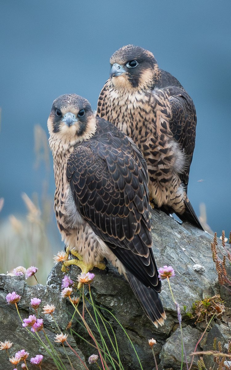 manxmannin's tweet photo. Juvenile Peregrine Falcons, 2024 #isleofman 🇮🇲#NatureBeautiful #Falcons #birdsofprey https://t.co/PW1yYtPiDN