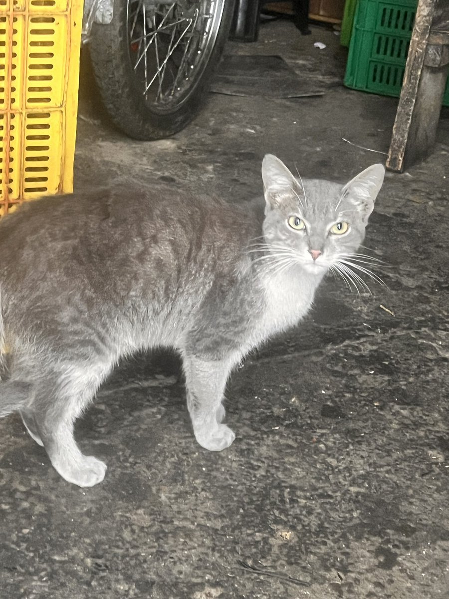 ByCosmica's tweet photo. Hola @efectomirringo cuantos likes para surtir de comida por lo menos un año a unos gatitos que están en plena olla de Bogotá pero que no quieren soltar, viven en una chatarrería, yo mañana ya los mando a esterilizar pero la comida queda en veremos https://t.co/dmefNux5o7