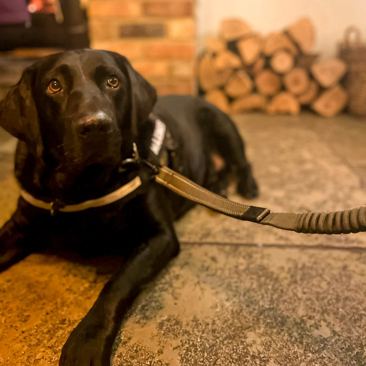 Redlionstaffs's tweet photo. Hey there, fur-parents! 🐾

Who says you have to leave your adorable pups at home?

Swing by and let's make it a paw-some outing together! We welcome dogs on leads in our bar area, so what are you waiting for! Can't wait to see those wagging tails 🍻⁠

⁠#RedLionStaffs #Stafford https://t.co/tDJojBBBju