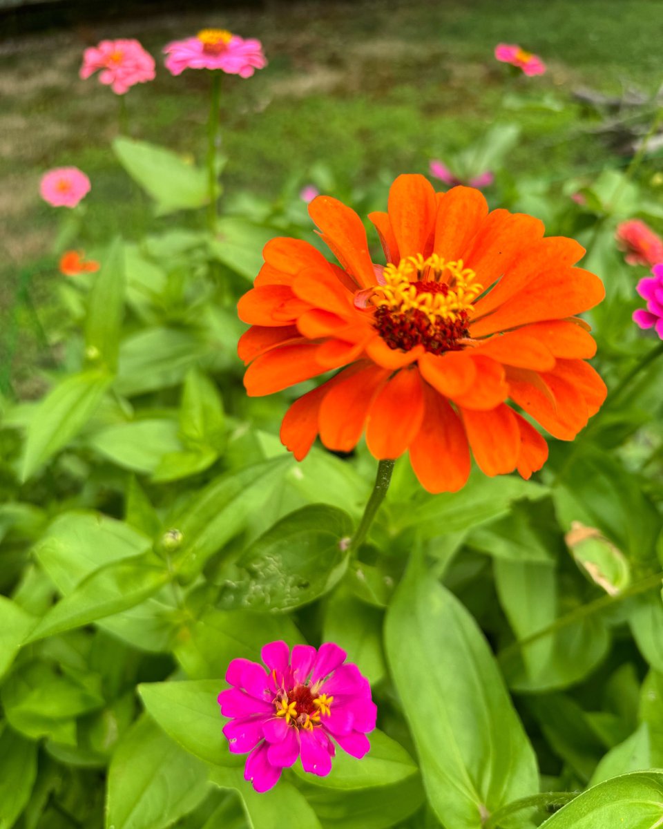 kimgraziano's tweet photo. The Sunny Bunch! My favorite old-fashioned heirloom State Fair mix zinnias for some #flowersonfriday fun! #garden #homegarden #zinnia #zinnias #joyfuljuly #gardening #summer #gratitude #simplepleasures #gardeningx #bloomwhereyouareplanted https://t.co/W3rrxZgD8h
