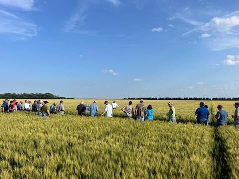 HankeySeed's tweet image. Thank you to all who attended our 2024 wheat plot tour! With 6 new varieties going head to head in our plot including the newest in Hybrid wheat technology, we at Hankey Seed Company are the forefront for the future of the Wheat industry.