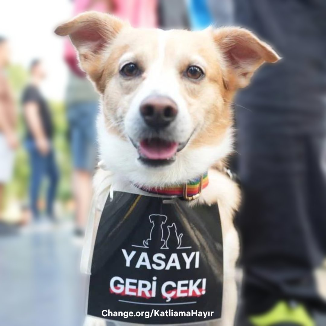 #YasayıGeriÇek diyen imzalar 400 bini geçti!

Henüz yasa tasarısı sadece Komisyon'da onaylandı. Yasalaşması için önce Meclis Genel Kurulu'ndan, sonra Cumhurbaşkanı onayından geçmesi gerekiyor. 

#KatliamıYasalaştırma demek için sen de Didem Kurtoğlu'nun başlattığı kampanyayı