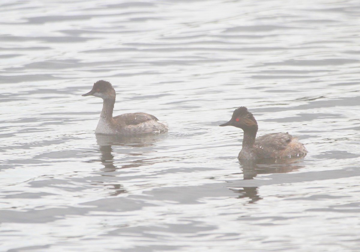 A fruitful morning at King George V Reservoir, Chingford saw me get to 100 species for the year there. Adult &amp; juvenile Black-necked Grebe were the highlight. Barnacle Goose also new. #londonbirds