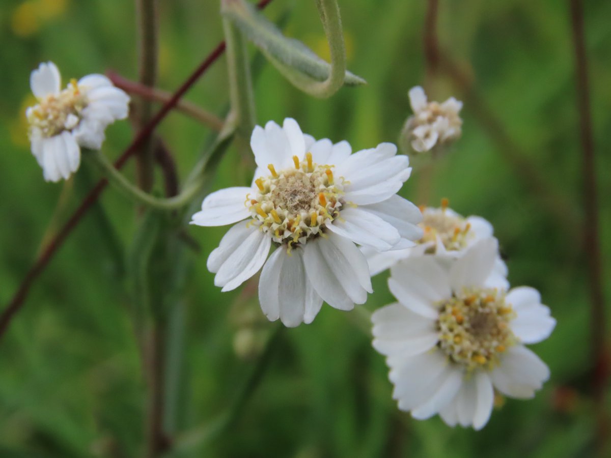 D M Wright (@mayfieldbirder) on Twitter photo Achillea ptarmica (Sneezewort). My first in flower this year here in the High Weald. A weekly walk takes me through what might be described as βDamp unimproved grasslandβ (Flora of Sussex) where it is indeed βlocally fairly frequentβ. <a href="/Sussex_Botany/">Sussex Botanical Recording Society</a> <a href="/BSBIbotany/">BSBI: Botanical Society of Britain & Ireland</a> Achillea ptarmica (Sneezewort). My first in flower this year here in the High Weald. A weekly walk takes me through what might be described as βDamp unimproved grasslandβ (Flora of Sussex) where it is indeed βlocally fairly frequentβ. <a href="/Sussex_Botany/">Sussex Botanical Recording Society</a> <a href="/BSBIbotany/">BSBI: Botanical Society of Britain & Ireland</a>
