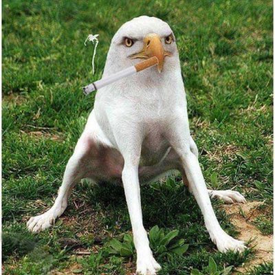 YZane94's tweet photo. @xet EzN8LQskKox5TyrMzNLAEucTS54zUmRfEEAE669Wpump

SMOKING EAGLE DOG 

Join us 👑🚀 https://t.co/JK4aEE75i8