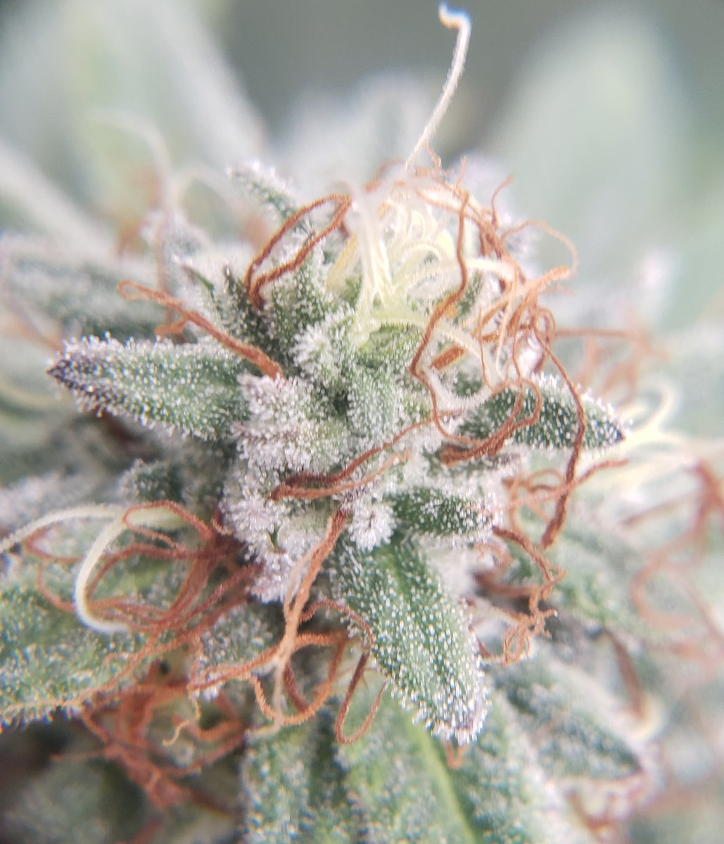 Pyedbryan's tweet image. I was hoping these white widows would be done by this weekend but I may have to wait until the middle of next week or even longer. I&apos;m getting some amber trychs on the sugar leaves but not many on the cola itself so I&apos;ll be patient &amp;amp; wait until I see that they are complete. 🧑‍🌾👩‍🌾