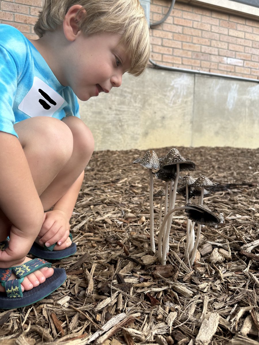 EmmaScienceLady's tweet photo. My nephew with a particularly gorgeous troop of magpie inkcaps!! the richly black spore ooze can actually be used as viable ink!  (they were swiftly removed from the playground) https://t.co/7YwjQv2dwd